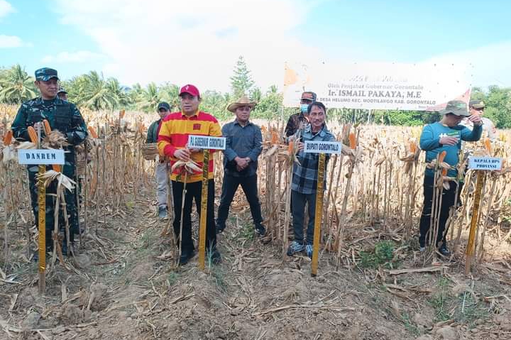 Panen Jagung Bersama PJ Gubernur Ismail Pakaya, Bupati Nelson Bangga Hasil Pertanian di Gorontalo Berkembang