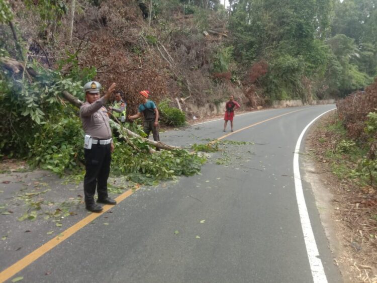 Sat Lantas Polres Pesisir Barat Terjun Langsung Membersihkan Pohon Tumbang