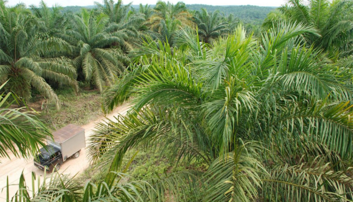 Perkebunan kelapa sawit di Kalimantan/net