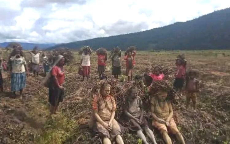 Papua Dilanda Kelaparan, Fraksi PKS DPR RI: Bukti Food Estate Gagal