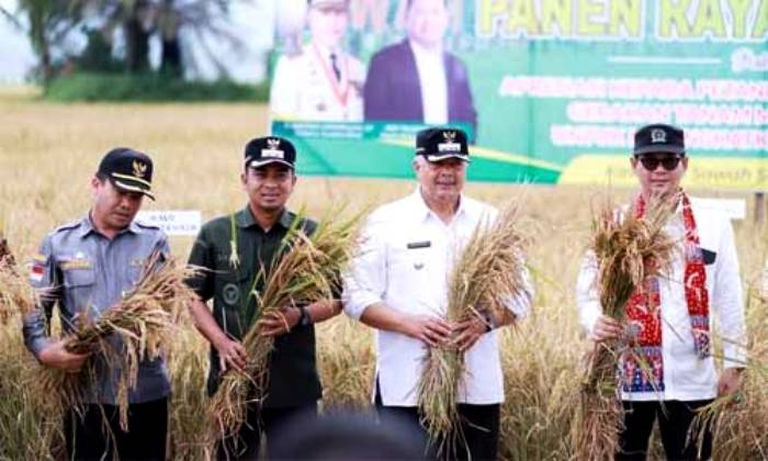 Dihantam El Nino, Selama 2023 Usaha Tani di Kota Solok Hasilkan Panen 17.893 Ton