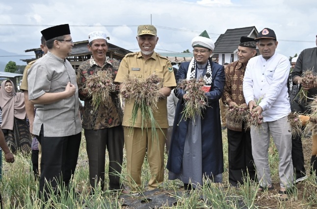 Gubernur Mahyeldi Panen Bawang Bersama Komunitas Moslem Loyalty Rabbani di Solok