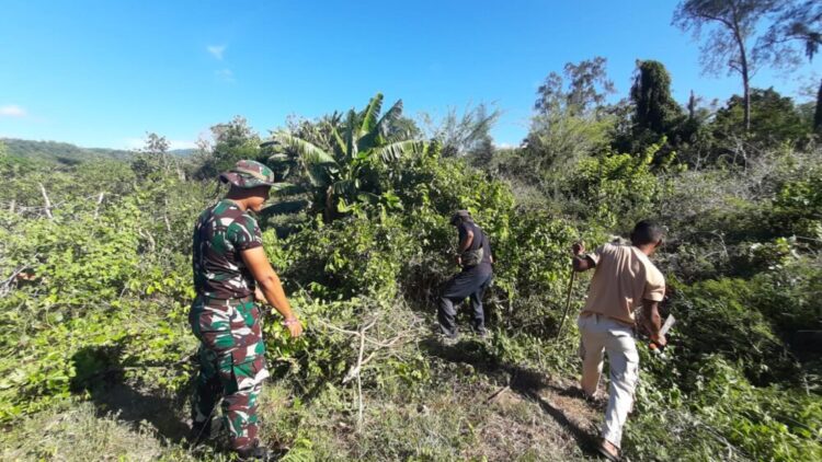 PLBN Motamasin dengan TNI Gotong Royong Bersihkan Lahan Seluas 3,76 Hektare