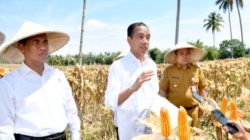 Produksi Jagung dan Gabah Gorontalo Melimpah, Presiden: Bulog Segera Lakukan Penyerapan agar Harga Tidak Anjlok