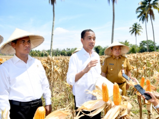Produksi Jagung dan Gabah Gorontalo Melimpah, Presiden: Bulog Segera Lakukan Penyerapan agar Harga Tidak Anjlok