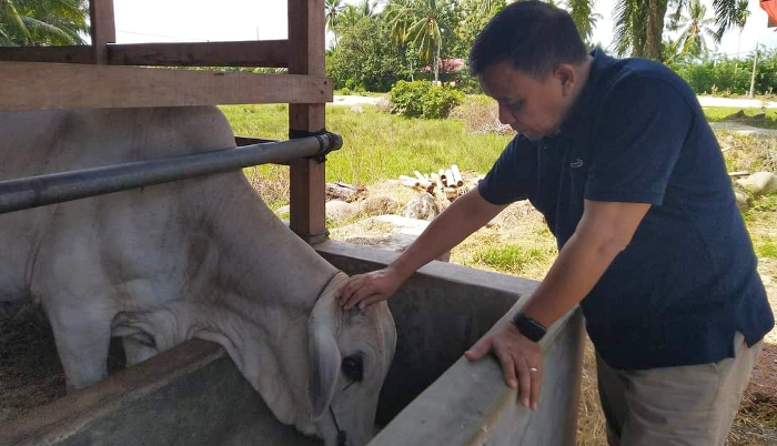 Jadi Rutinitas Setiap Tahun, Senator  DPD RI Ini Serahkan 26 Ekor Sapi Qurban di Idul Adha 1445