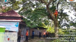 BPBD Lima Puluh Kota Eksekusi Pohon Berpotensi Tumbang di Nagari Taram