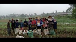 Petani Milenial Solok Sukses Panen Benih Kentang G0 dan G2