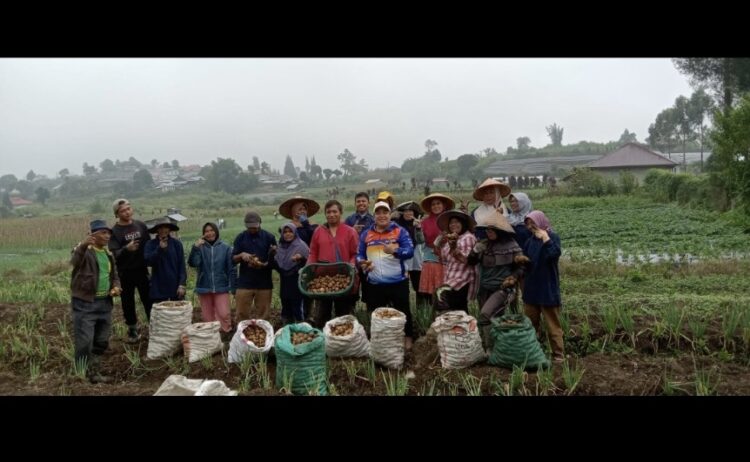 Petani Milenial Solok Sukses Panen Benih Kentang G0 dan G2